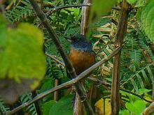 Cinnamon-bellied Flowerpiercer
